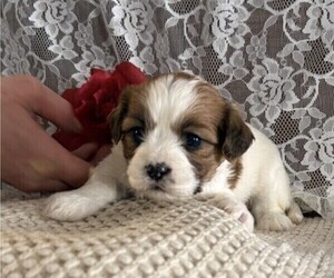 Cavachon-Shih Tzu Mix Puppy for sale in THORP, WI, USA