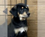 Small #2 Labrador Retriever Mix
