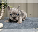 Puppy Tommy Faux Frenchbo Bulldog