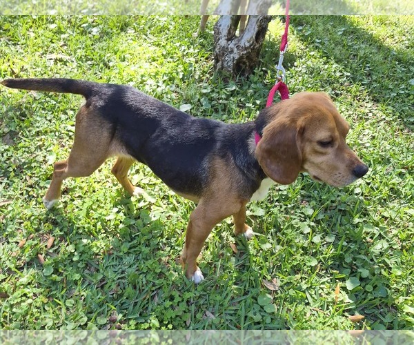 Medium Photo #11 Beagle Puppy For Sale in Dunnellon, FL, USA