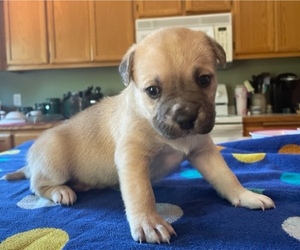 French Bulldog-German Shepherd Dog Mix Puppy for sale in ROSEMOUNT, MN, USA