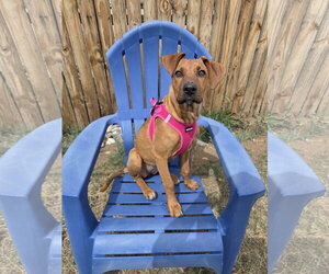 German Shepherd Dog-Unknown Mix Dogs for adoption in Aurora, CO, USA