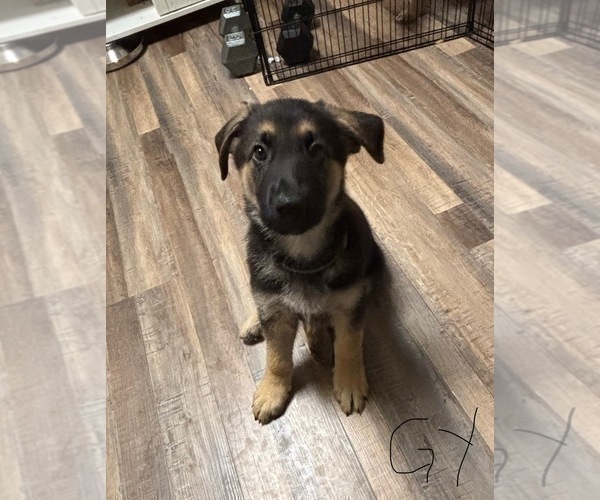 Medium Photo #10 German Shepherd Dog Puppy For Sale in SACRAMENTO, CA, USA