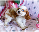 Small Photo #11 Cavapoo Puppy For Sale in WAKARUSA, IN, USA