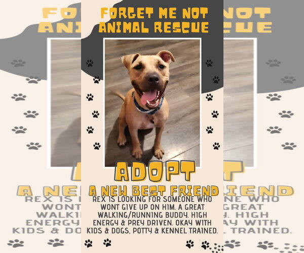 Medium Photo #8 American Staffordshire Terrier-Labrador Retriever Mix Puppy For Sale in Strongsville, OH, USA
