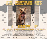 Small #7 American Staffordshire Terrier-Labrador Retriever Mix