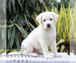 Small Photo #6 Labrador Retriever Puppy For Sale in GORDONVILLE, PA, USA