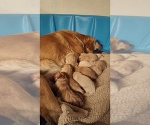Mother of the Labrador Retriever puppies born on 02/22/2025
