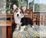 Brooks - Male Pembroke Welsh Corgi Puppy for Sale - Photo #4