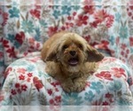 Small Photo #10 Cockapoo Puppy For Sale in LAKELAND, FL, USA