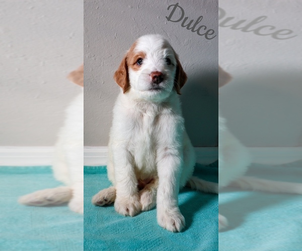 Medium Photo #1 Goldendoodle Puppy For Sale in BONITA SPRINGS, FL, USA
