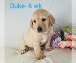 Puppy 1 Labrador Retriever