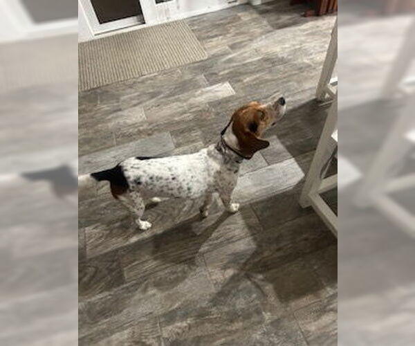 Medium Photo #9 Beagle Puppy For Sale in Apple Valley, CA, USA