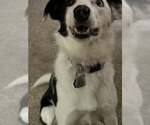 Small #9 Border Collie