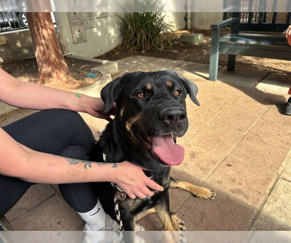 Medium Photo #2 Shepweiller Puppy For Sale in Pasadena, CA, USA