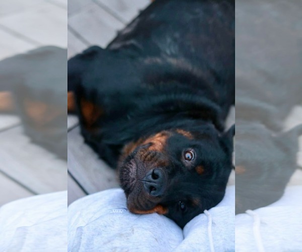 Medium Photo #3 Rottweiler Puppy For Sale in Duluth, MN, USA