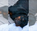 Small #2 Rottweiler