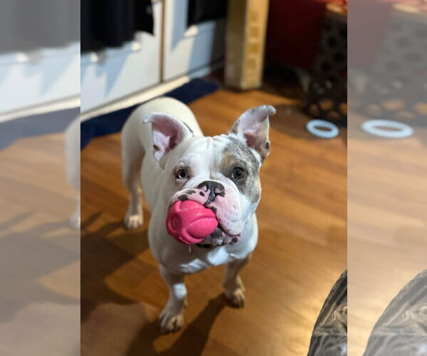 Medium Photo #2 Free-Lance Bulldog Puppy For Sale in Oro Medonte, Ontario, Canada