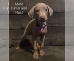 Small Photo #4 Doberman Pinscher Puppy For Sale in HINTON, WV, USA