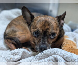 Chihuahua-Unknown Mix Dogs for adoption in Fort Collins, CO, USA