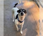 Small #3 Fox Terrier (Toy)