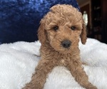 Small Photo #25 Goldendoodle (Miniature) Puppy For Sale in SAN FERNANDO, CA, USA