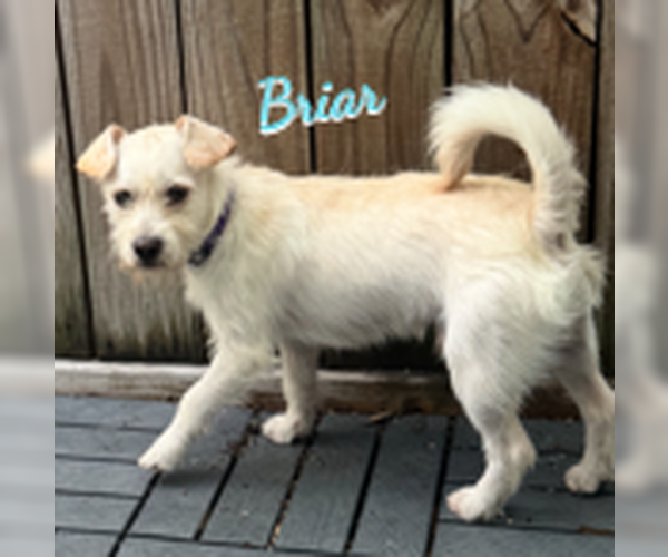 Medium Photo #1 Jack Russell Terrier-Miniature Schnauzer Mix Puppy For Sale in HOUSTON, TX, USA