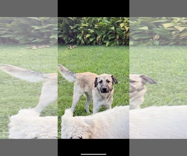 Medium Photo #1 German Shepherd Dog-Unknown Mix Puppy For Sale in Dallas, TX, USA