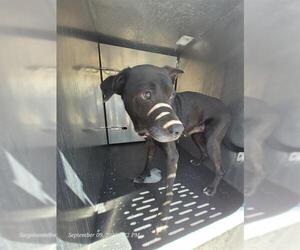 American Staffordshire Terrier-Unknown Mix Dogs for adoption in San Antonio, TX, USA