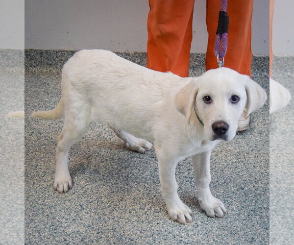 Medium Photo #3 Great Pyredane Puppy For Sale in Huntley, IL, USA