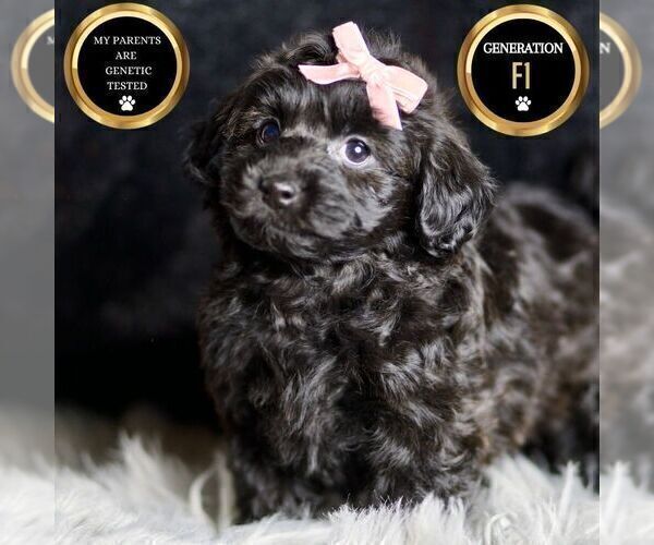 Medium Photo #8 YorkiePoo Puppy For Sale in WARSAW, IN, USA