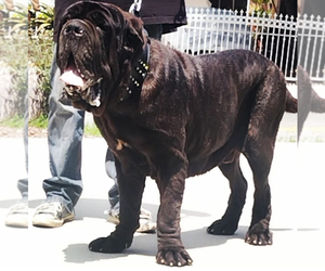 Neapolitan Mastiff Puppy for sale in LYNWOOD, CA, USA