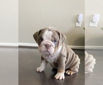 Small Photo #5 English Bulldog Puppy For Sale in RIVERSIDE, CA, USA