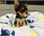 Puppy Puppy 1 Yorkshire Terrier