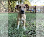 Small #10 Shepradors