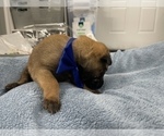 Small Photo #204 Belgian Malinois Puppy For Sale in REESEVILLE, WI, USA