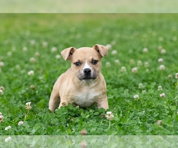Medium Photo #1 American Bully Puppy For Sale in PUYALLUP, WA, USA