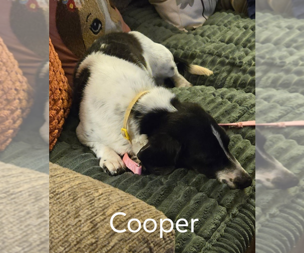 Medium Photo #4 Dachshund Puppy For Sale in Sioux Falls, SD, USA