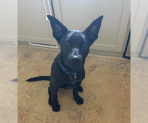 Labrador Retriever-Unknown Mix Dogs for adoption in Brooklyn Center, MN, USA