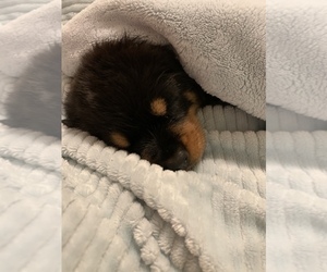 Rottweiler Puppy for sale in BRENTWOOD, TN, USA