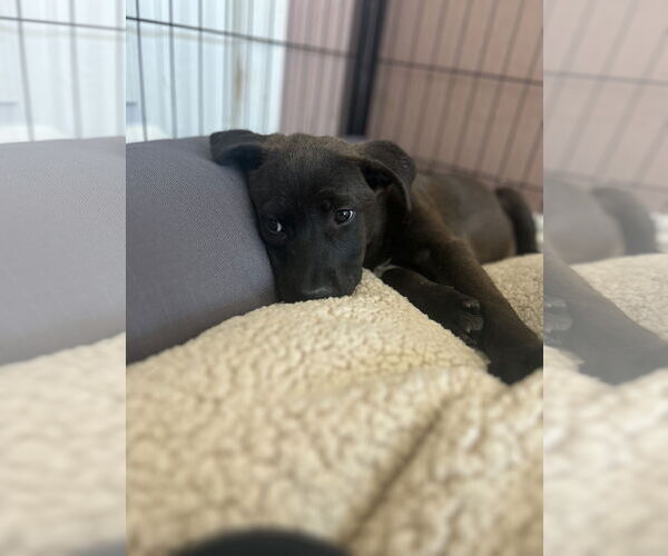 Medium Photo #7 Labrador Retriever-Unknown Mix Puppy For Sale in San Diego, CA, USA