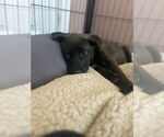 Small #6 Labrador Retriever Mix