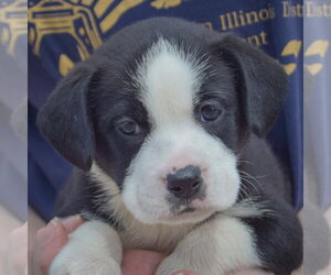 Halibut - Female American Bulldog-Unknown Mix Dog for Adoption - Photo #5