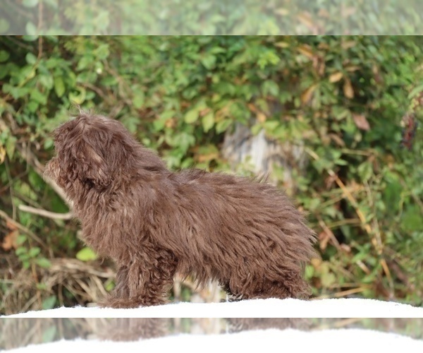 Medium Photo #25 ShihPoo Puppy For Sale in DYERSBURG, TN, USA