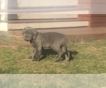 Small Photo #31 Neapolitan Mastiff Puppy For Sale in BRISTOW, VA, USA