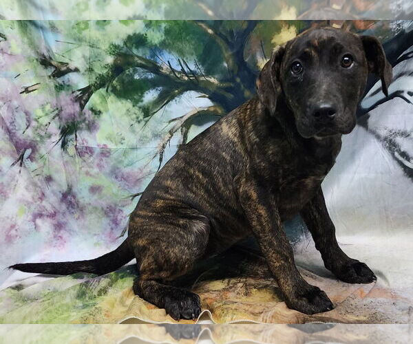 Medium Photo #1 Bulldog-Labrador Retriever Mix Puppy For Sale in Wetumpka, AL, USA