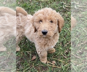 Goldendoodle (Miniature) Puppy for sale in NILES, MI, USA