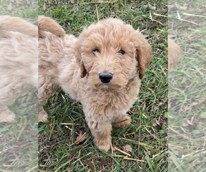 Goldendoodle (Miniature) Puppy for sale in NILES, MI, USA