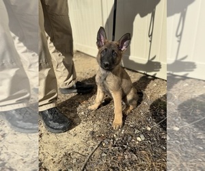 Medium German Malinois