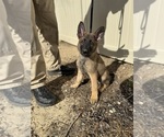 Puppy BLACK German Malinois